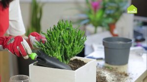 Крассула Хоббит: как правильно ухаживать и пересадить