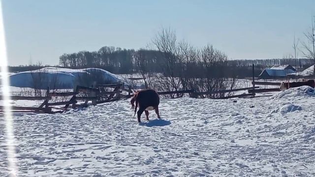 КАК РОЖАЕТ КОРОВА. Отëл в марте. смотреть онлайн