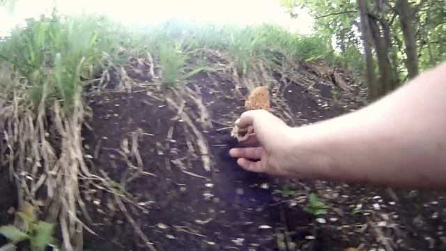 Jarní houba (Smrž obecný) - Spring Mushroom (Morchella esculenta) смотреть онлайн