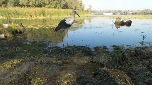 Аист на рыбалке и нападает на ребенка смотреть онлайн