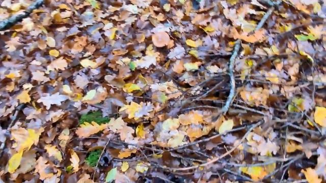 Trompettes et chanterelles cendrées : nouveaux spots !! смотреть онлайн