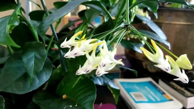 HOYA MULTIFLORA aka Shooting Stars in full bloom. смотреть онлайн