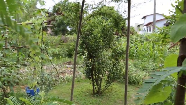Would you like to create a community garden in your neighborhood too? смотреть онлайн