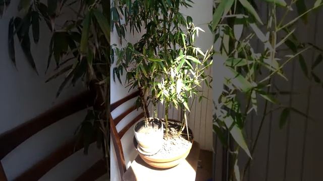 Бамбук на балконе смотреть онлайн