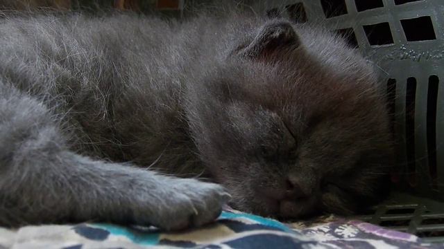 Спокойной ночи от котёнка ГАЛЯ смотреть онлайн