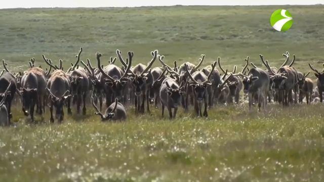 Полярные истории. Лучшие выпуски: Женщина в Тундре | Ненцы и Олени | Кочевые народы | Чумы смотреть онлайн