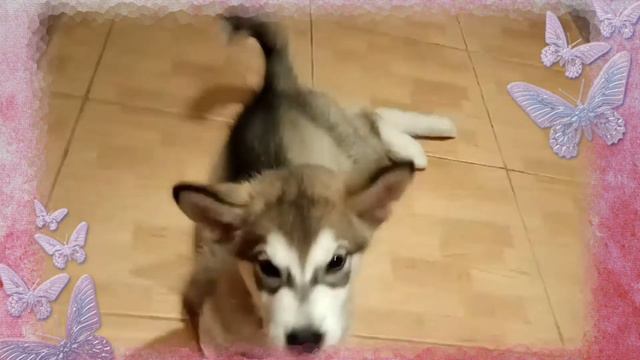 келли папина дочка смотреть онлайн