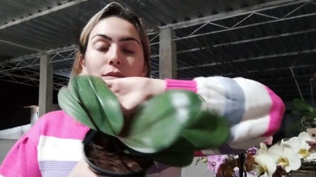 doritaenopsis e phaleanopsis novas - Las Vegas- orelha de elefante - albina смотреть онлайн