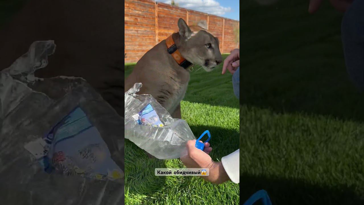 Как посмели обидеть котика??? смотреть онлайн