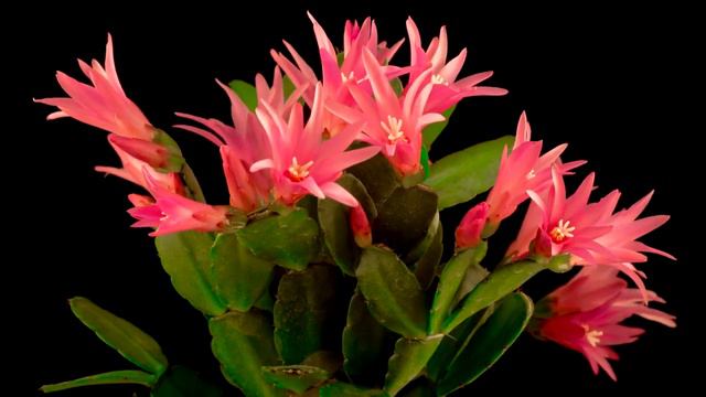 BLOOMING CACTUS TIME LAPSE смотреть онлайн