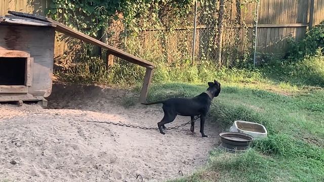 DSP’S MALE OUT OF BIG HURK X DEJAH VUE смотреть онлайн
