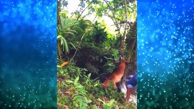 Парень оторопел заметив ЗВЕРЯ висевшего головой на дереве! Как такое возможно смотреть онлайн