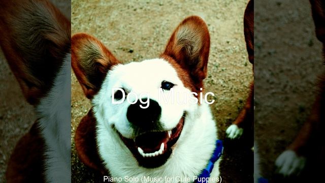 Groovy Music for Home with Dogs смотреть онлайн
