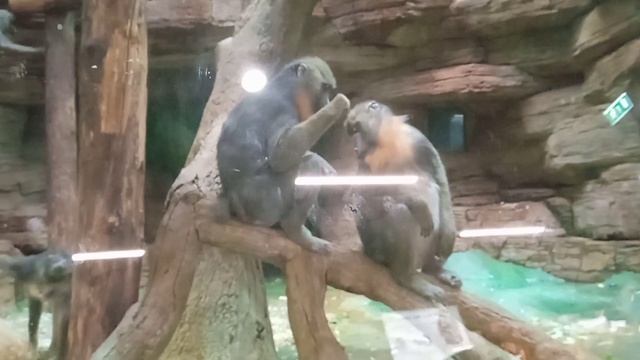 Московский зоопарк, 05.11.2022 г.