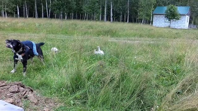ТРЕТЬЕ ЛЕТО НА ХУТОРЕ, БУДНИ смотреть онлайн