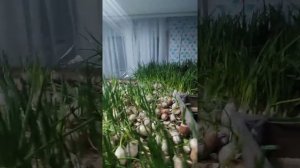 Выгонка лука на перо/ Домашние условия/фейл/позновательное