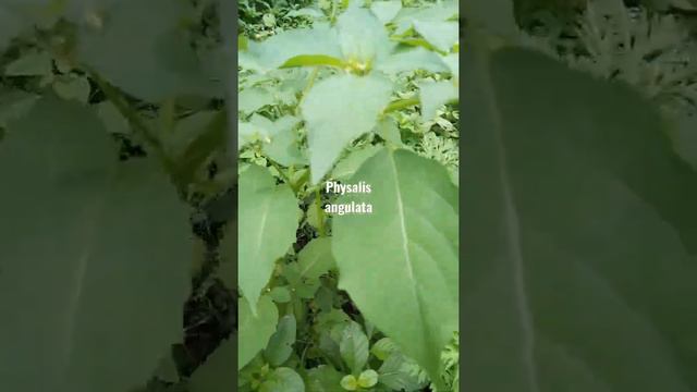 #Physalis angulata смотреть онлайн