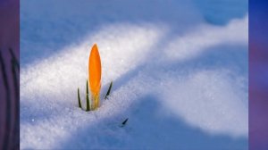 §21 "Рост и развитие растений", Биология 6 класс, Сивоглазов