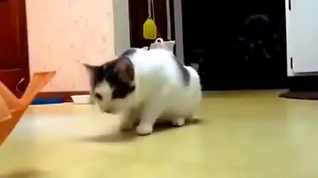 Приколы с кошками. Смешные кошки видео. Топовая подборка. 5 смотреть онлайн
