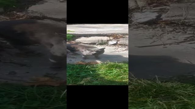 КОТ смотреть онлайн