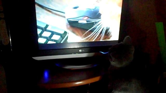 Наш котенок Кокос перед сном смотрит телевизор смотреть онлайн