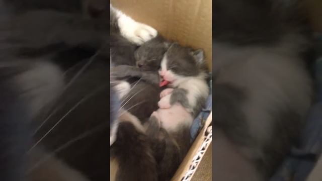 Котенок жжет во сне;)