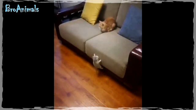 ЖИРАФ ЗАШЁЛ НА ОБЕД ? и другие Приколы с Животными ? Funny Animals #748 смотреть онлайн