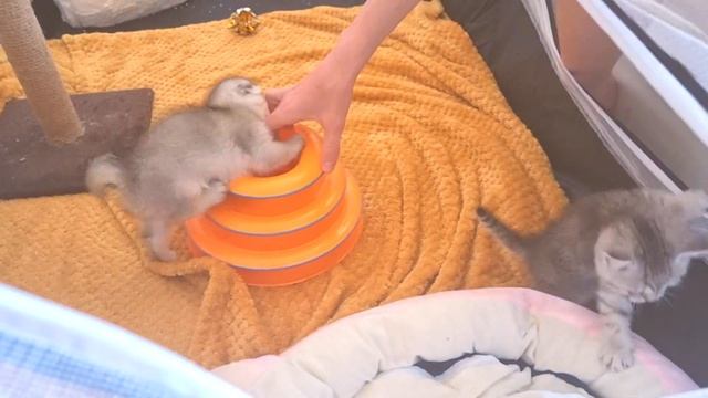 Котенок - энерджайзер в доме с любимой игрушкой / Приколы с котятами смотреть онлайн