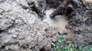 Коп в лесах подмосковья