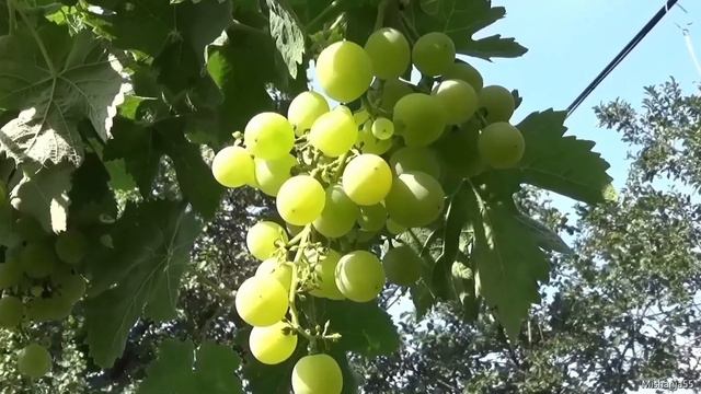 Август прекрасен смотреть онлайн