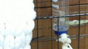 делаем клетку уютней)★ обустройство вольера для морской свинки ???