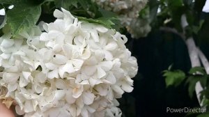 КАЛИНА БУЛЬДОНЕЖ. Результат жёсткой весенней омолаживающей обрезки 18 - и летней красавицы...