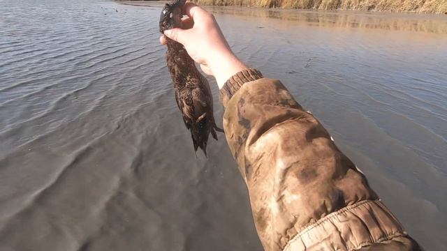 Крым.Охота на утку с живыми подсадными с ружьём Тоз 34-28 смотреть онлайн