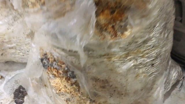 Грибные остатки на отработаных блоках!5-6-7 волна смотреть онлайн