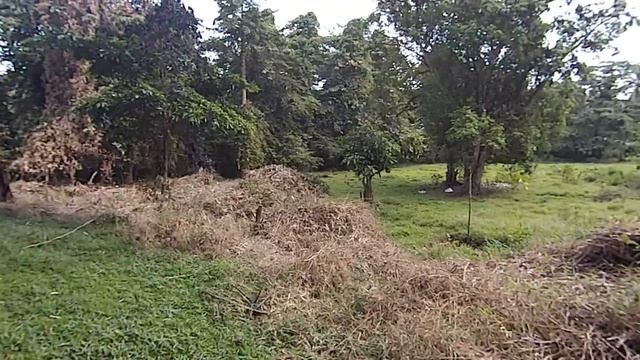 18 Филиппины Дикий бамбук живучее растение смотреть онлайн