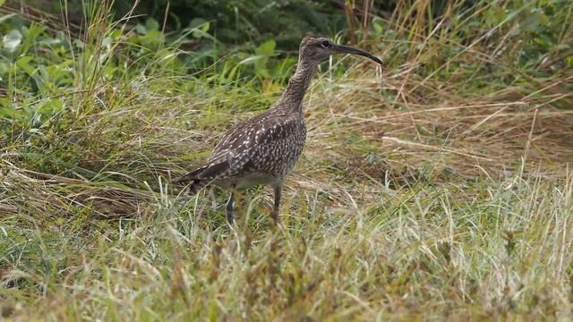 Средний кроншнеп смотреть онлайн