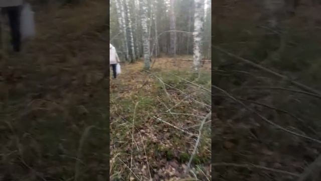 Мороженые лисички. смотреть онлайн