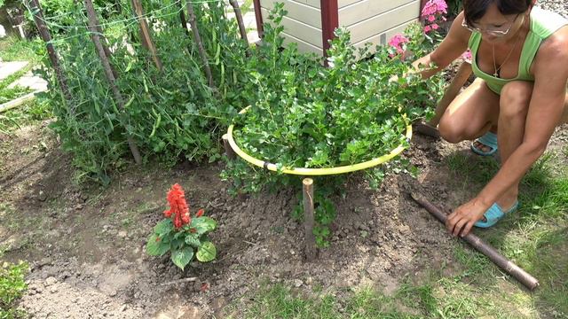 Опора простоя для крыжовника, смородины...