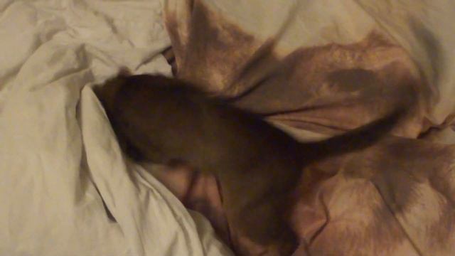 Абиссинский котенок играет ( smartaby.com ) смотреть онлайн