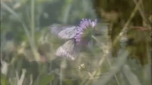 Удмуртская песня ,,Капи- кап- капи»