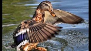 Птичья физминутка