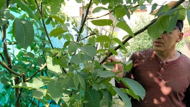 Грецкий орех сорт Идеал на Южном Урале (июнь) смотреть онлайн