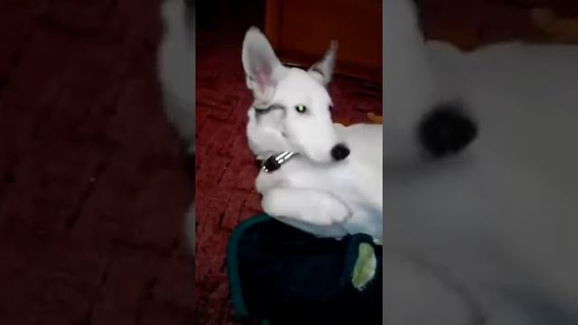 Сама невозмутимость...собака-“морозко” смотреть онлайн