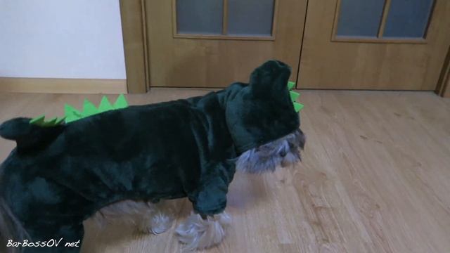 Комбинезон для собак "ДРАКОН" с AliExpress! смотреть онлайн