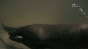 В дебрях Африки 1 серия «Окаванго — Вода в пустыне» (документальный сериал, 2010)