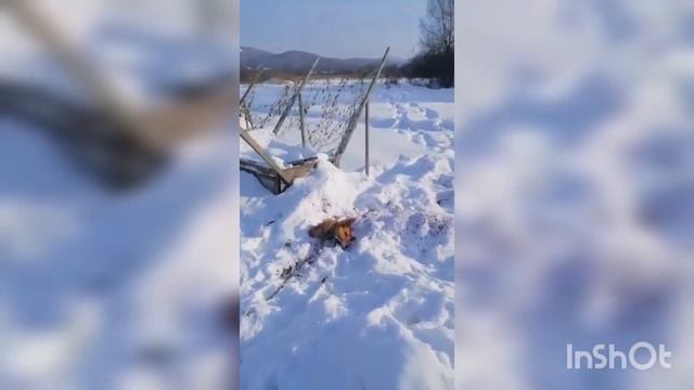 с. Знаменка, Пожарский район, тигр смотреть онлайн