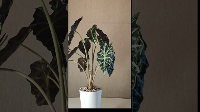 Алоказия Полли смотреть онлайн