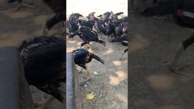 #Дакан#бойцовый#петух#шамо#шымкент# смотреть онлайн