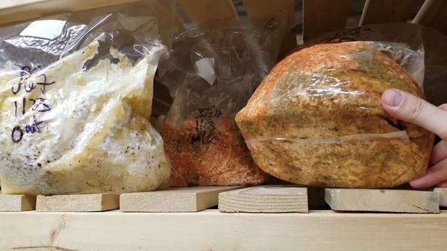 How To Start And Succeed Growing Mushrooms | SECOND EDITION | Now Available смотреть онлайн
