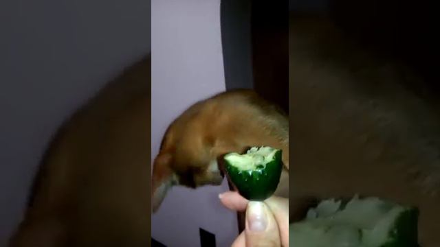 Абиссинская кошка любительница огурцов